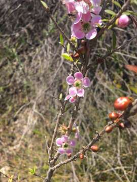 Image of Pink Tea Tree