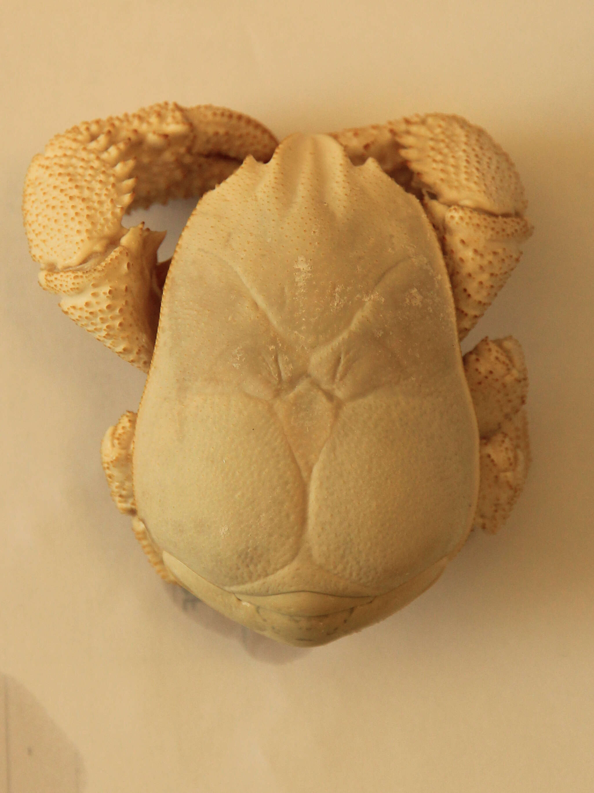 Image of Hoff crab