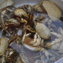 Image of Hoff crab