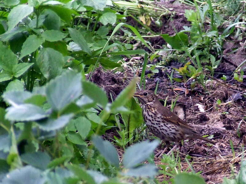 Image of Song Thrush