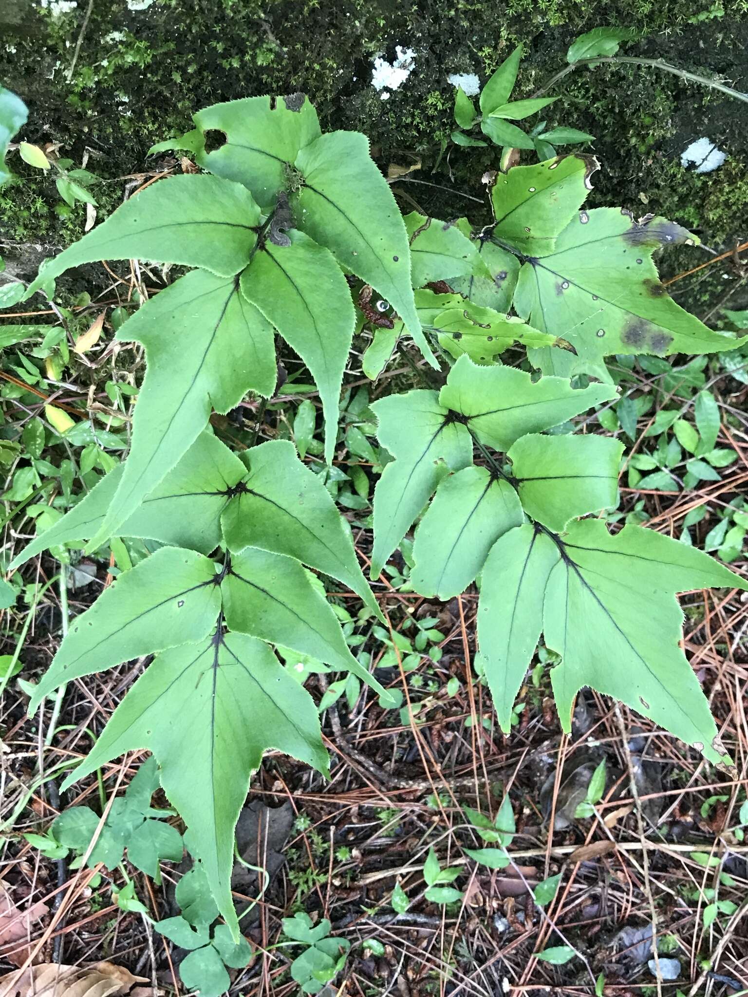 Image of dwarf netvein hollyfern