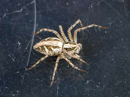 Image of Oxyopes globifer Simon 1876