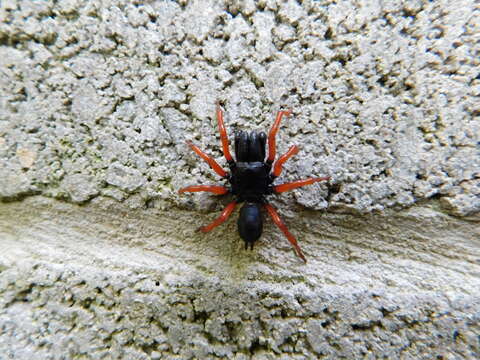 Image of Redlegged purseweb spider