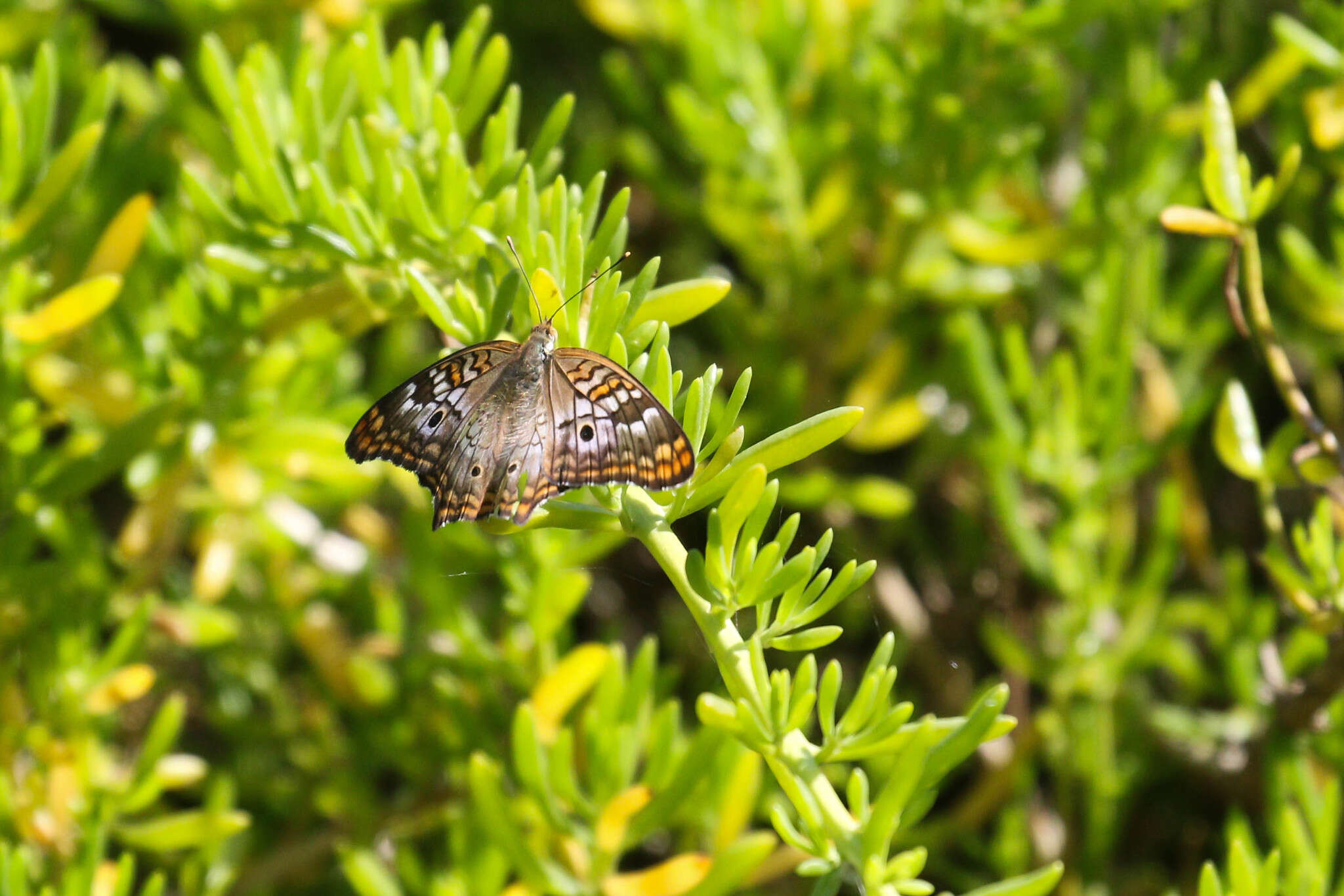 Plancia ëd Anartia jatrophae semifusca Munroe 1942