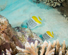 Image of Atoll Butterflyfish