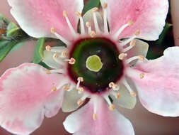 Imagem de Leptospermum scoparium Forst.