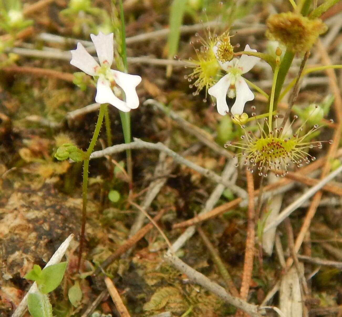 Image de Stylidium calcaratum R. Br.