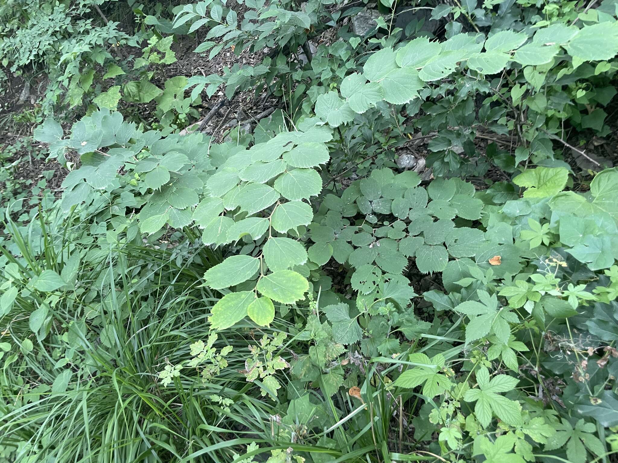 Image of Celtis koraiensis Nakai