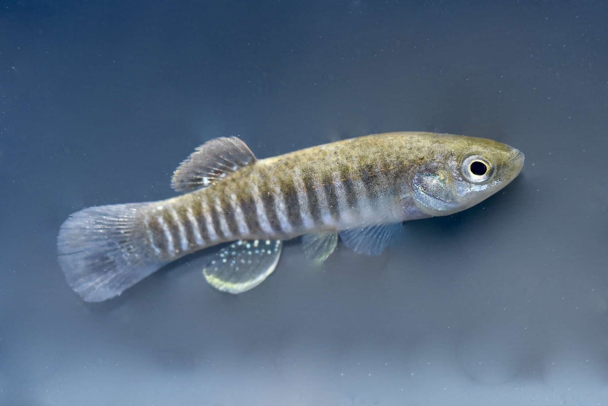 Image of Bayou Killifish