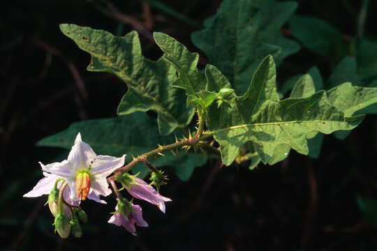 Image of Carolina horsenettle