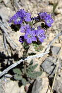 Image of cleftleaf wildheliotrope