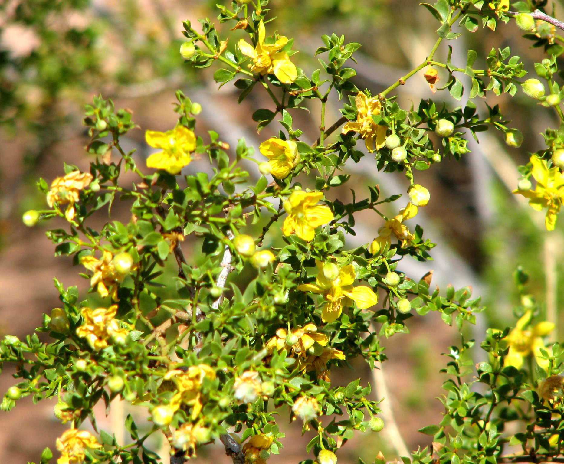 Image de Larrea tridentata (Sesse & Moc. ex DC.) Coult.