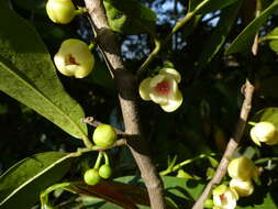 Plancia ëd Sageraea laurina Dalzell