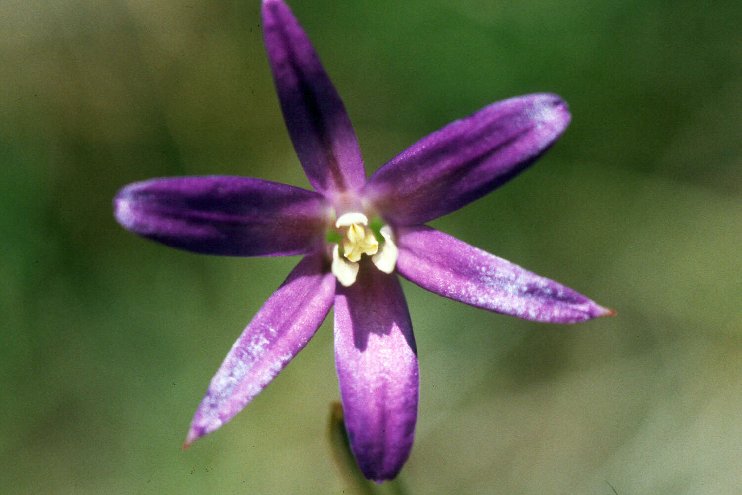 Image of crown brodiaea