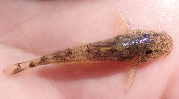 Image of Okavango rock catlet