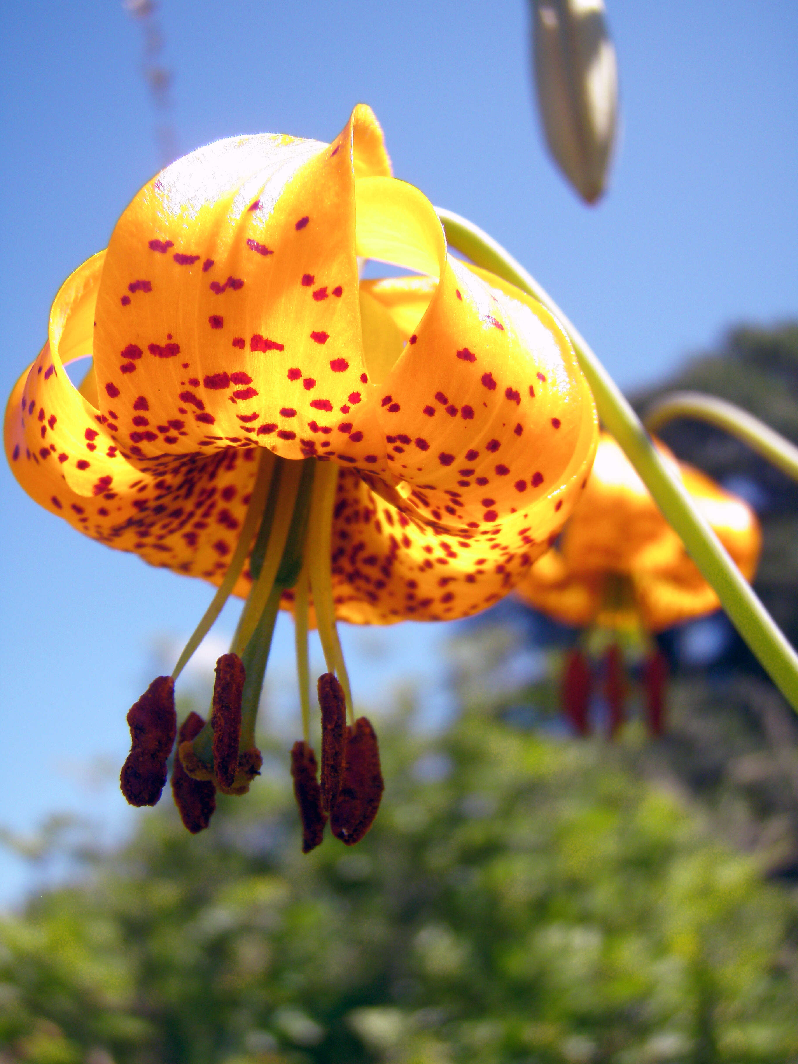 Image of Tiger lily