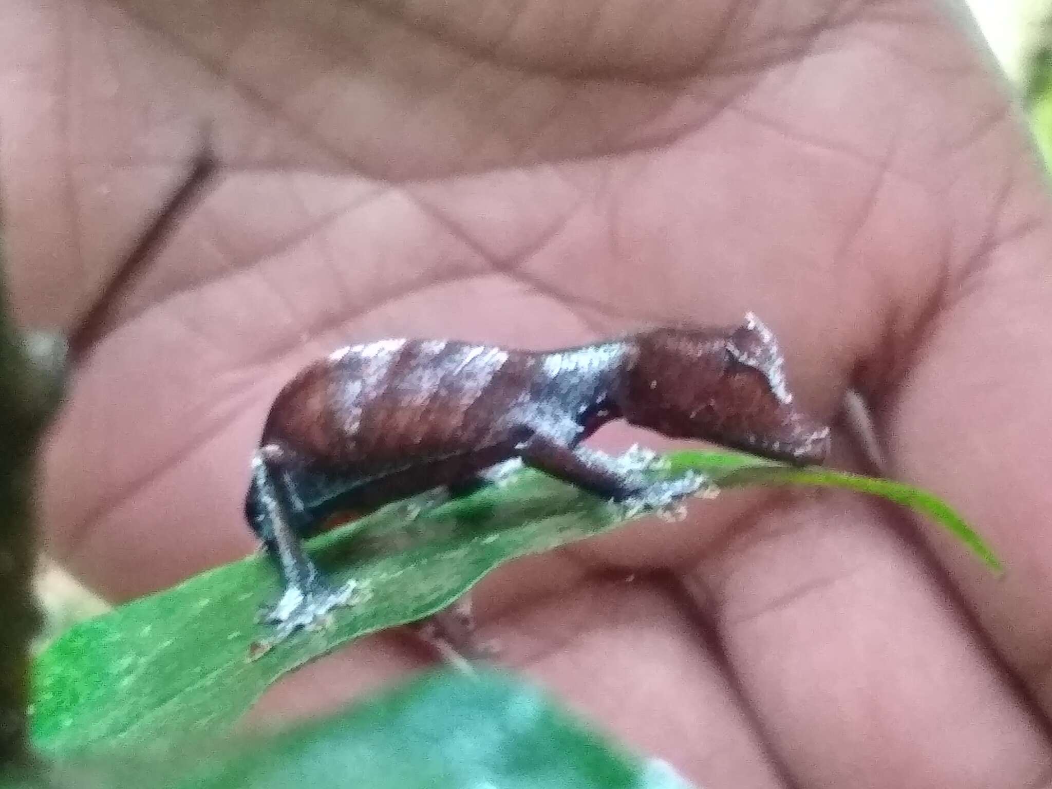 Image of Satanic leaf-tailed gecko