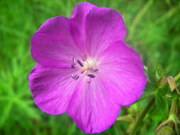 Imagem de Geranium oreganum Howell