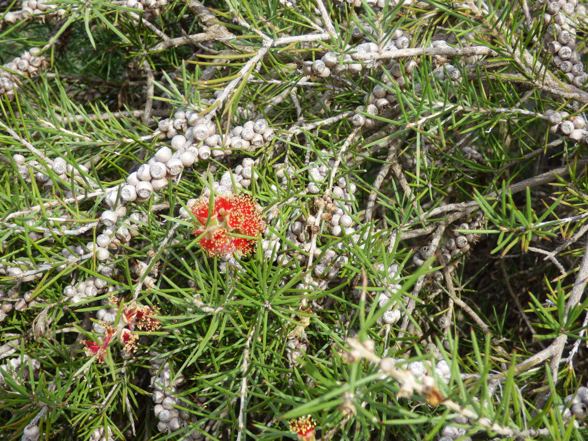 Sivun Callistemon brachyandrus Lindl. kuva