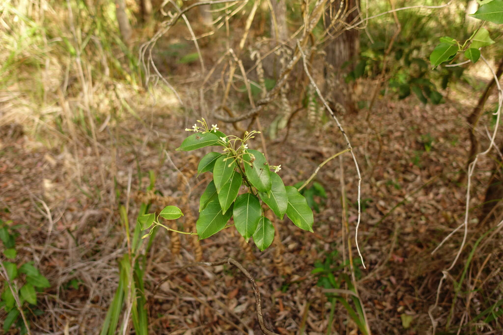 Image of Leichhardtia rostrata (R. Br.) P. I. Forst.