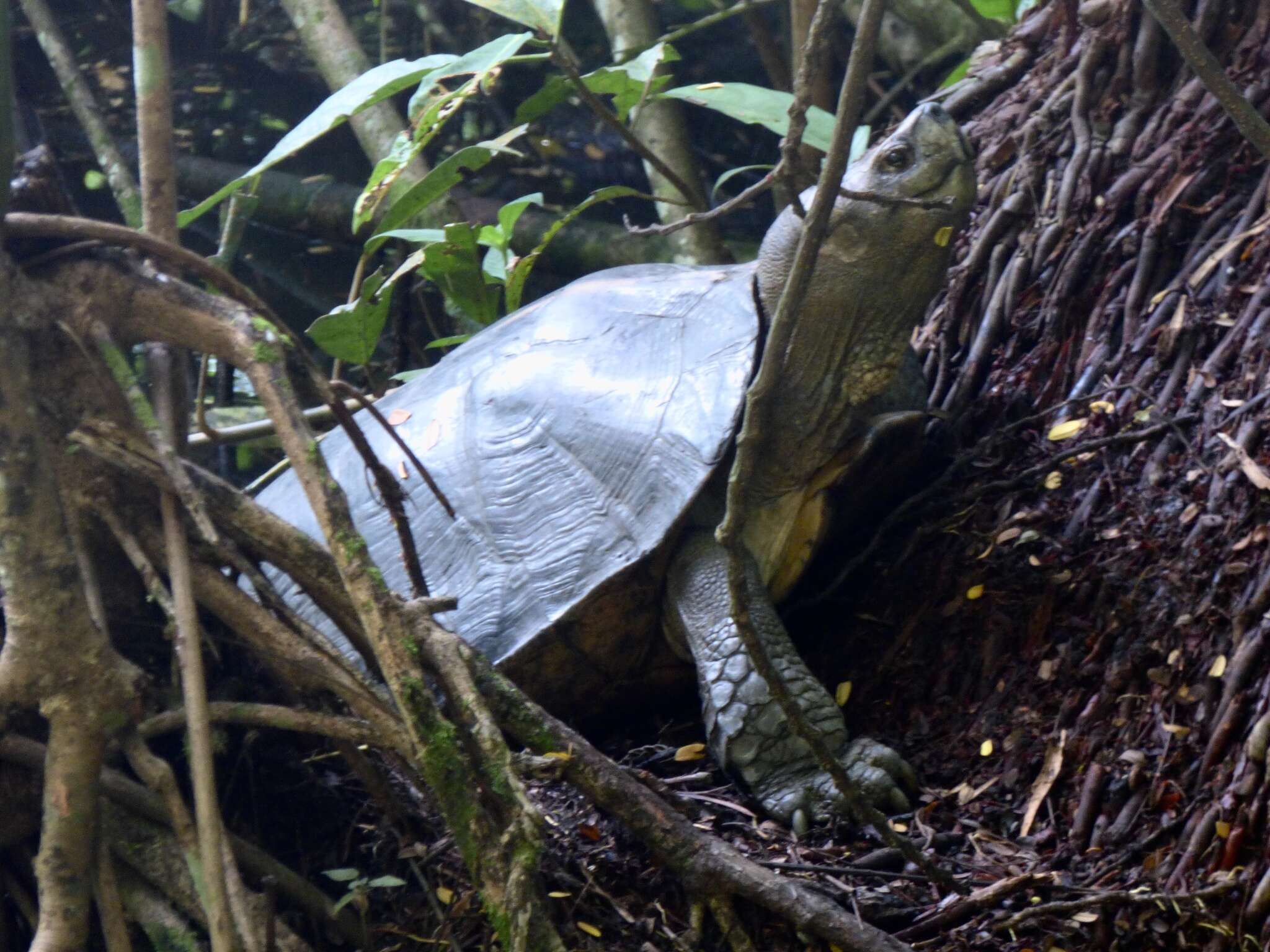 Image of Giant Asian Pond Turtle