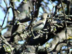 Image of Common Chiffchaff