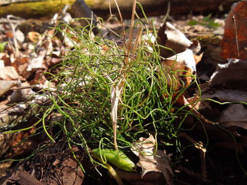 Image of Delicate Horsetail