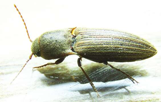 Image of Lined Click Beetle