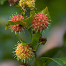 Image of Uncaria guianensis (Aubl.) J. F. Gmel.