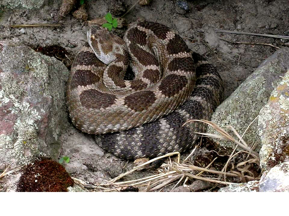 Image of Northern Pacific Rattlesnake