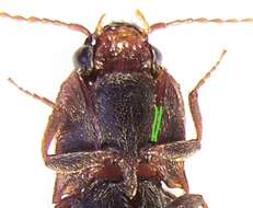 Image of Lined Click Beetle