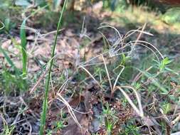 Imagem de Epilobium gunnianum Hausskn.