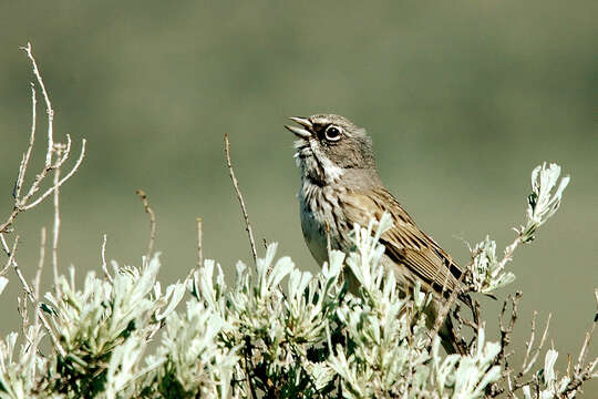 Image of Sagebrush Sparrow