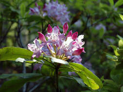 Image of Pacific rhododendron