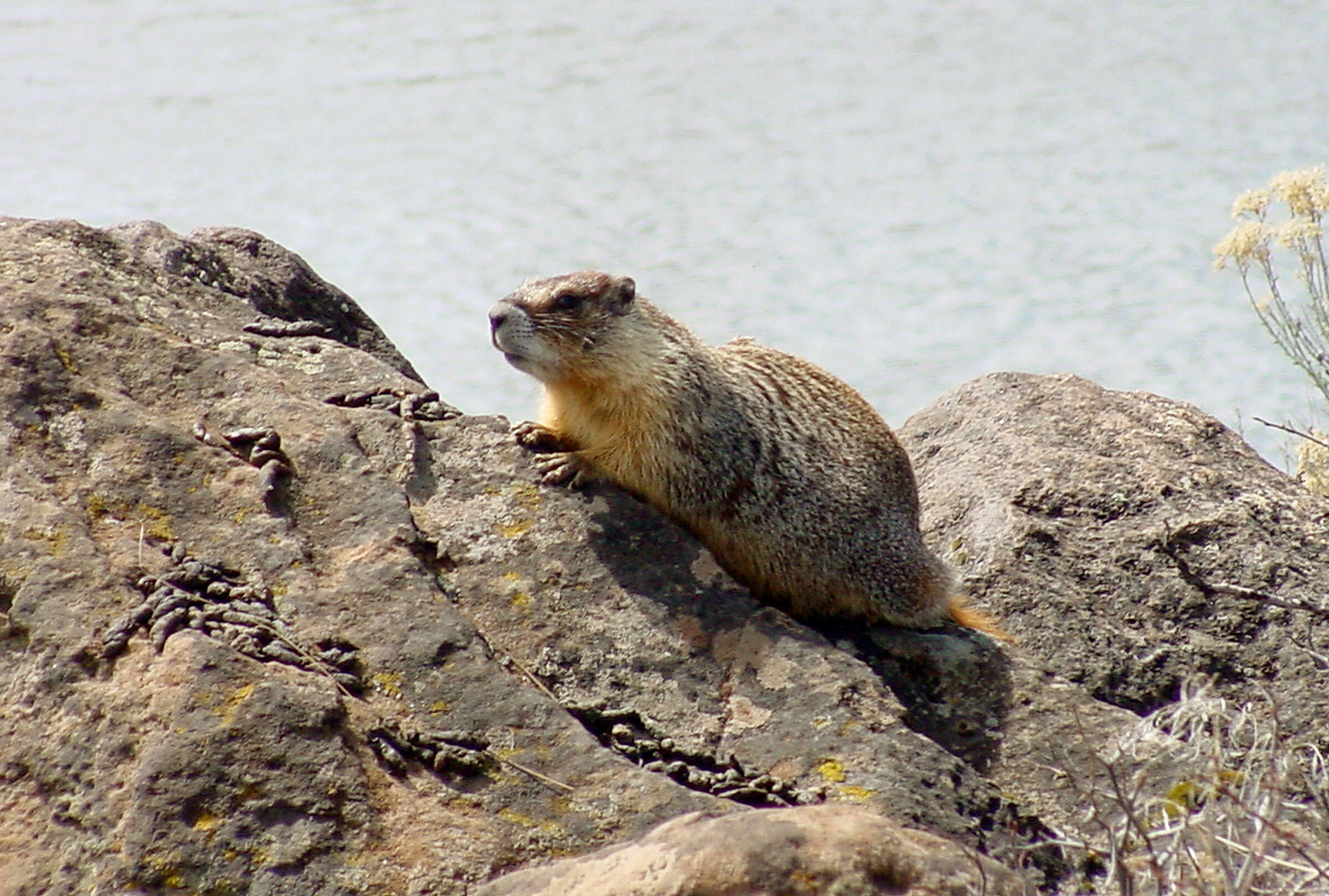 Image of Marmota subgen. Petromarmota Steppan et al. 1999