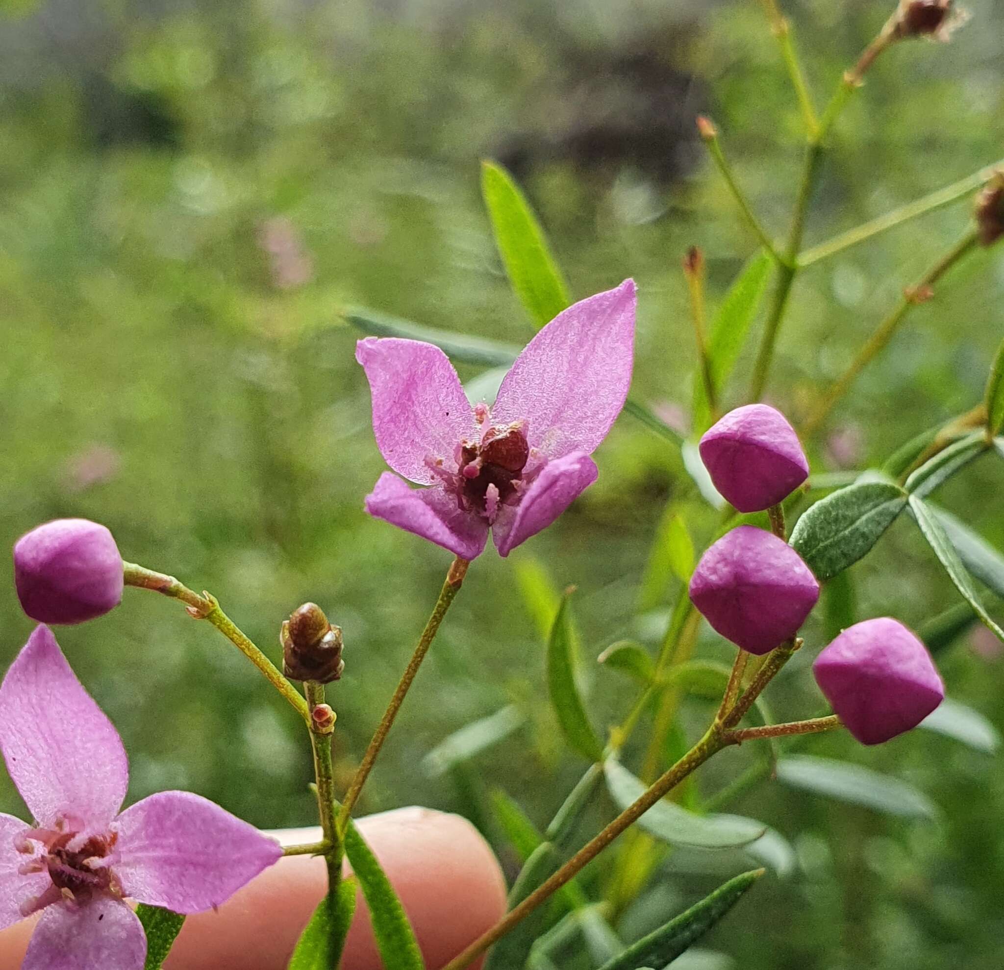 Image of Boronia rivularis C. T. White