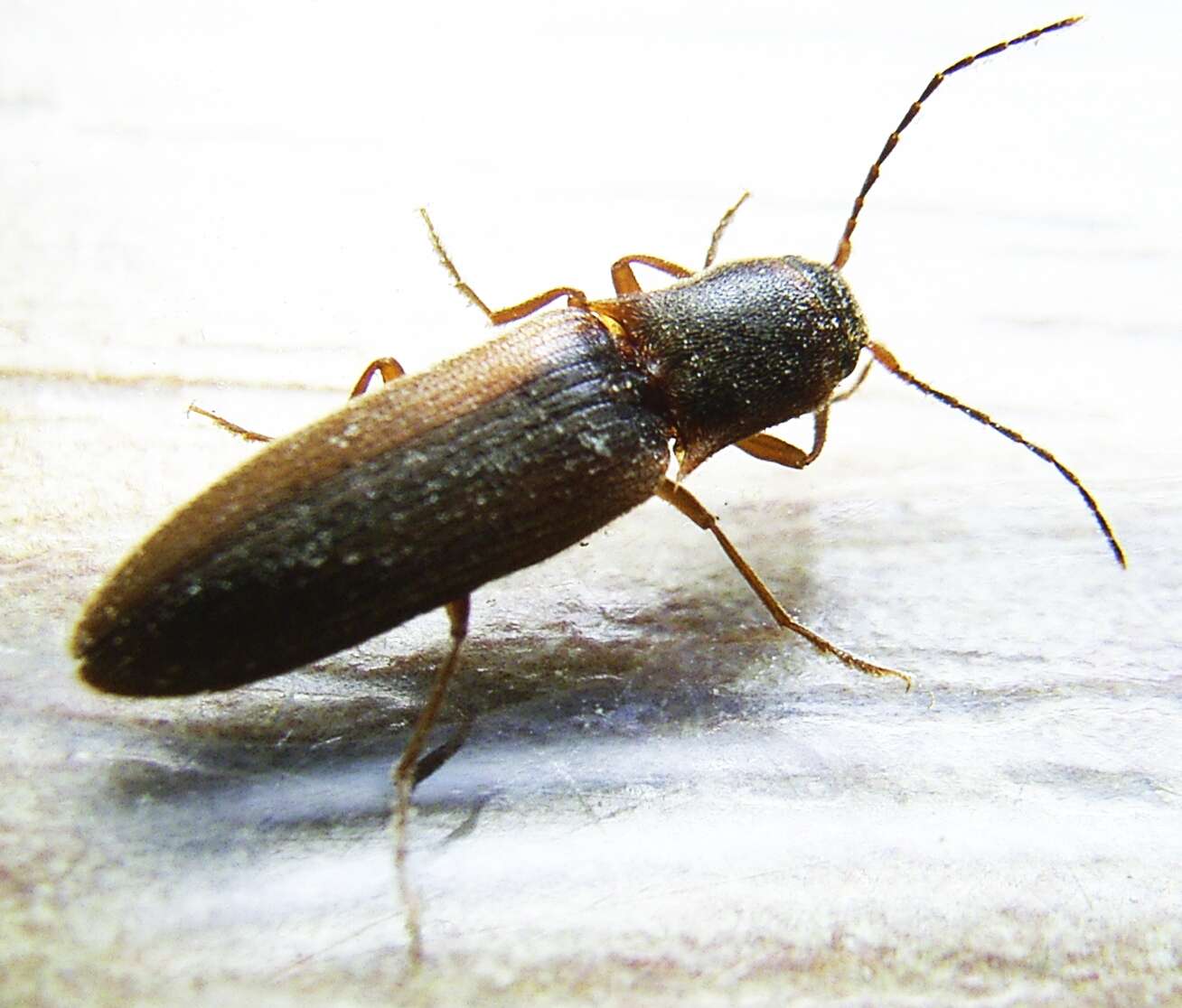 Image of Dalopius marginatus