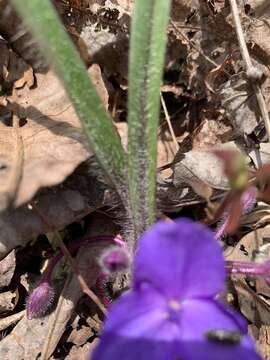 Image de Tradescantia longipes E. S. Anderson & Woodson