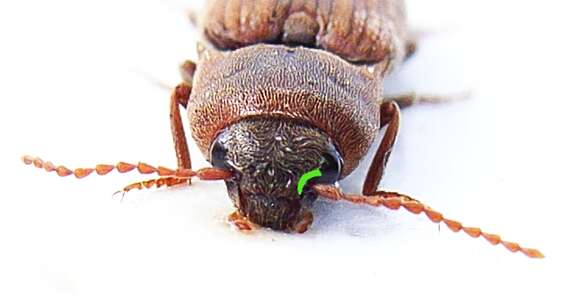 Image of Lined Click Beetle