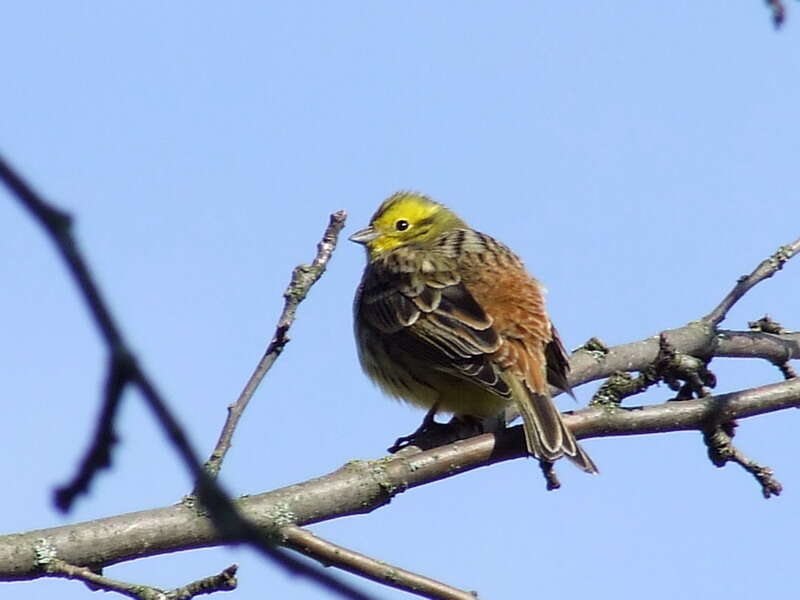 Image of Yellowhammer