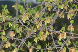 Image of Fraxinus potosina Brandegee