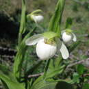 Image of Sparrow's-egg lady's-slipper