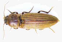 Image of Lined Click Beetle