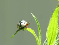 Image of Ontario Calligrapha