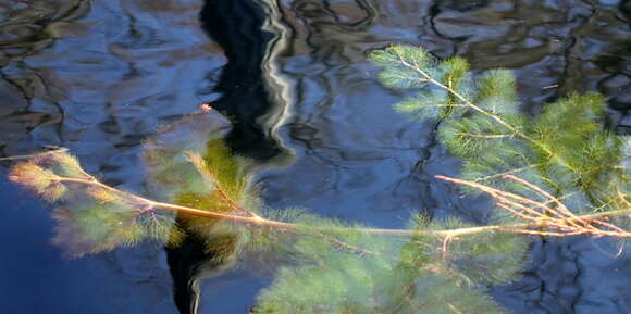 Image of leafy bladderwort