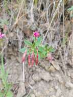 Plancia ëd Clarkia concinna subsp. raichei G. A. Allen, V. S. Ford & L. D. Gottlieb