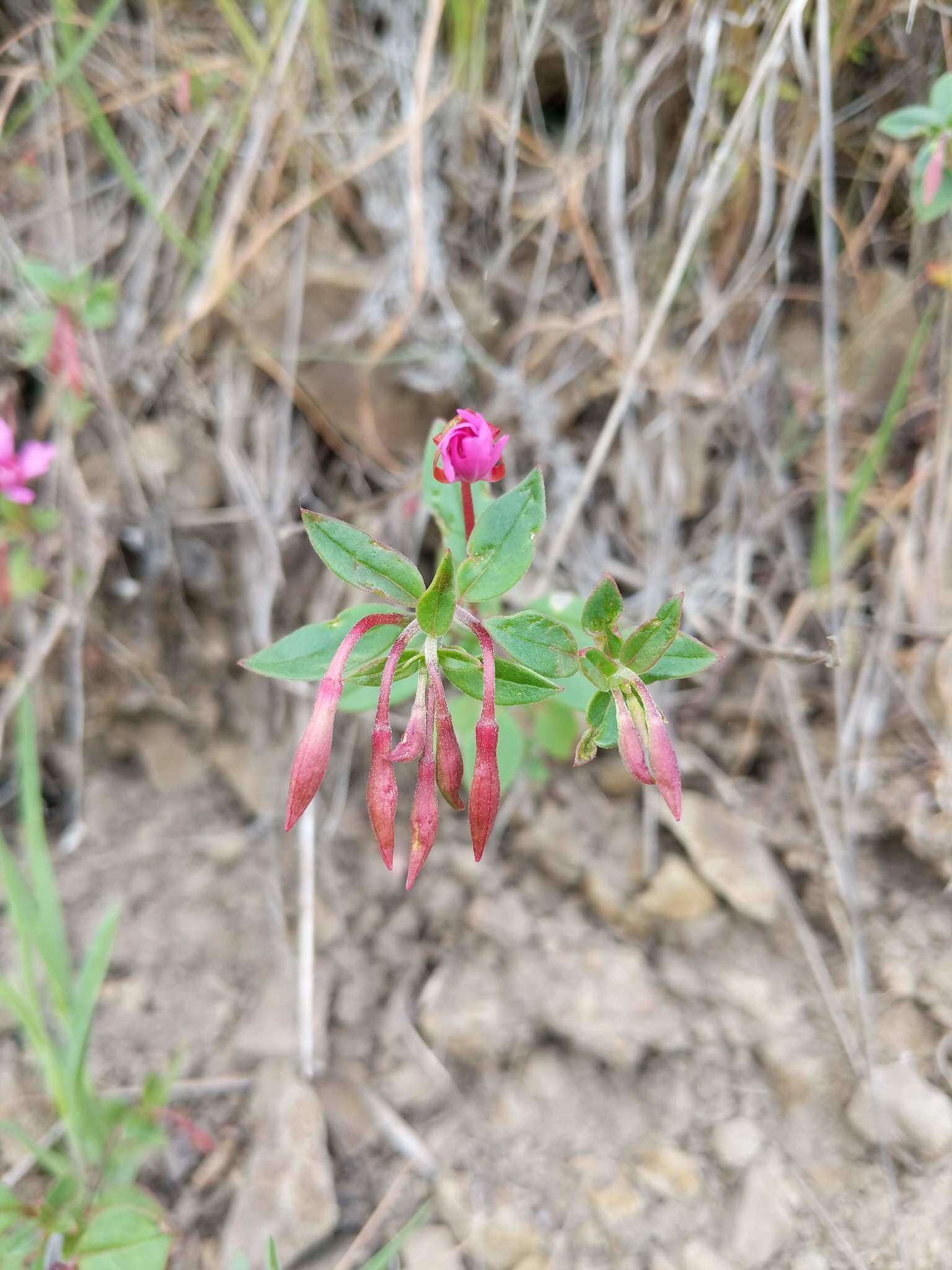 صورة Clarkia concinna subsp. raichei G. A. Allen, V. S. Ford & L. D. Gottlieb