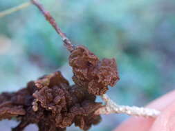 Image of Gabura insignis