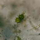 Image de <i>Xanthidium armatum</i> var. <i>cervicorne</i> W. West & G. S. West