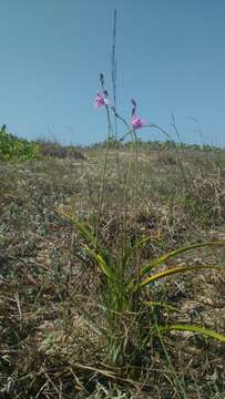 Image of Pine-pink